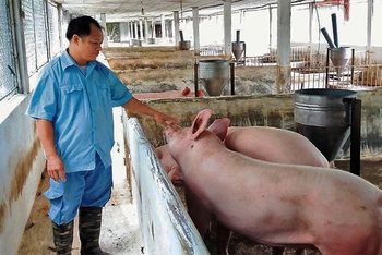 Chăn nuôi lợn theo hướng bền vững tại trang trại của Hợp tác xã Chăn nuôi xanh ở phường Lương Sơn, thành phố Sông Công.