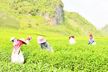 Vùng trồng chè được cấp nhãn hiệu chứng nhận “Chè Phổng Lái Thuận Châu”.