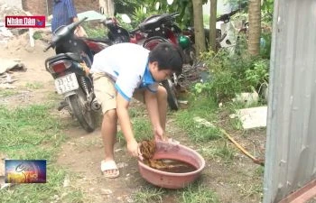 Hà Nội nhiều ổ dịch sốt xuất huyết phức tạp, kéo dài