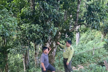 Kiểm lâm viên xã Sín Chải, huyện Tủa Chùa hướng dẫn nhân dân bảo vệ rừng.