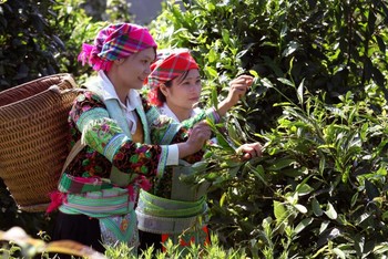 Những cây chè cổ thụ ở thôn Khau Tràng, xã Hồng Thái, huyện Na Hang, Tuyên Quang, là nguồn nguyên liệu quý để sản xuất chè Sơn Trà.