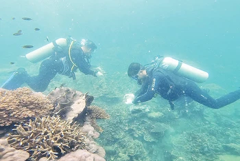 Lặn biển vệ sinh rạn san hô Vườn quốc gia Phú Quốc. 2,3-Thu gom rác thải dưới đáy biển Phú Quốc.