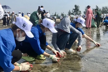 Đoàn viên, thanh niên tham gia thu gom rác thải trên bãi biển Cửa Lò (tỉnh Nghệ An).