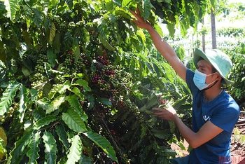 Dầu thô dẫn dắt đà phục hồi của thị trường hàng hóa nguyên liệu