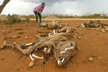 Gia súc bị chết do hạn hán kéo dài tại Oromia, nam Ethiopia, ngày 16/3/2023. (Ảnh: Kyodo/TTXVN)