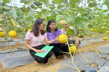 Cán bộ tín dụng chính sách kiểm tra hiệu quả nguồn vốn tại xã Ngọc Đào, huyện Hà Quảng, tỉnh Cao Bằng.