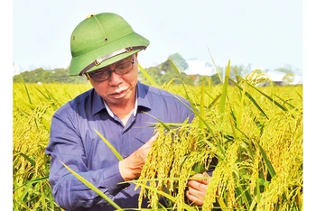 Giống lúa nếp Bể bản địa (còn gọi là nếp Keo) ở huyện Vũ Thư được bảo tồn và phục tráng thành công.