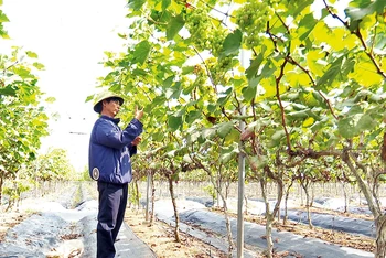 Mô hình trồng nho xanh tại xã Ðồng Du, huyện Bình Lục.