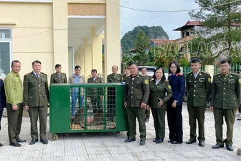 Trung tâm Cứu hộ, Bảo tồn và Phát triển sinh vật Hoàng Liên (Lào Cai) và Hạt Kiểm lâm huyện Thạch An (Cao Bằng) làm thủ tục bàn giao, tiếp nhận các cá thể chuột túi. (Ảnh: TL) 