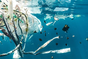 Ảnh: ouroceanpanama2023.gob.pa.