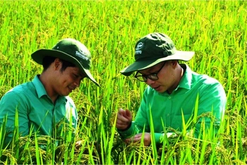 Kỹ sư khảo sát, đánh giá năng suất lúa trên đồng đất Thanh Hóa.