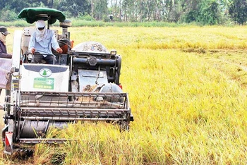 Thu hoạch lúa hè thu năm 2023 tại Sóc Trăng.