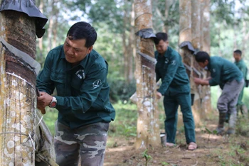 Ngày ngày, Giàng A Sì cùng công nhân Nông trường cao-su Điện Biên miệt mài với công việc cạo mủ, chăm sóc vườn cây.
