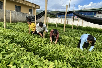Người dân huyện Tuần Giáo chuẩn bị cây giống để trồng rừng.