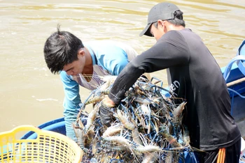 9 tháng năm 2023, sản lượng khai thác, nuôi trồng thủy sản tỉnh Kiên Giang đạt hơn 578.100 tấn. 