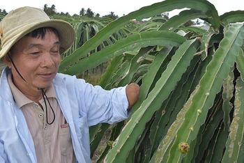 Ông Nguyễn Văn Sơn chăm sóc vườn thanh long. 