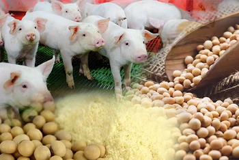 Trung Quốc nhập khẩu mạnh đậu tương có thể khiến giá nguyên liệu thức ăn chăn nuôi tăng