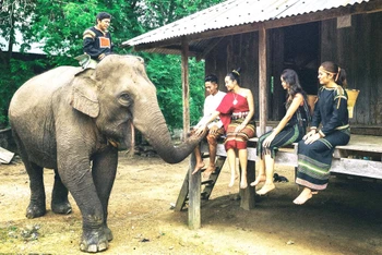 Du lịch thân thiện với voi, góp phần bảo tồn đàn voi nhà ở Đắk Lắk là hết sức cần thiết và cấp bách, nhưng việc chuyển đổi mô hình từ du lịch cưỡi voi sang du lịch thân thiện với voi còn chậm. (Ảnh: CTV)