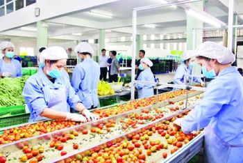 Lựa chọn, phân loại nông sản của các đơn vị liên kết sản xuất tại Công ty TNHH Sản xuất và Thương mại nông sản Phong Thúy (huyện Đức Trọng, Lâm Đồng).