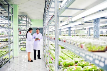Thành phố Hồ Chí Minh hướng đến nền nông nghiệp hiện đại 