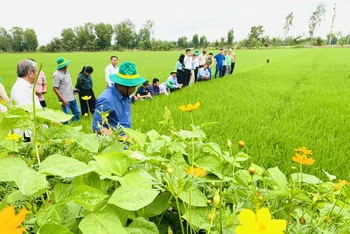 Các mô hình thí điểm cấp tỉnh được triển khai trong năm 2024.