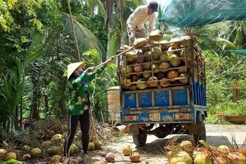 Nông dân huyện Giồng Trôm (tỉnh Bến Tre) thu hoạch dừa khô.