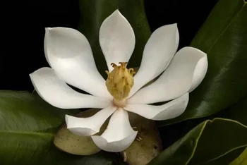 Mộc lan phương bắc Haiti (Magnolia emarginata) được biết đến với những bông hoa trắng tinh khiết và những chiếc lá có hình dạng độc đáo. (Nguồn: Haiti National Trust)