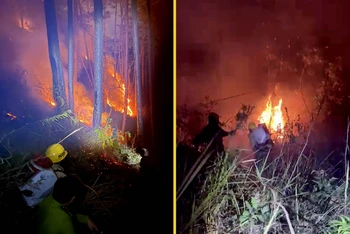 Lực lượng chữa cháy nỗ lực khống chế đám cháy phát sinh tại cánh rừng thông khu vực đèo Prenn-Đà Lạt.