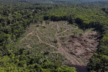 Nạn phá rừng hiện chiếm 10% lượng khí thải nhà kính toàn cầu gây biến đổi khí hậu. (Ảnh minh họa: Reuters)