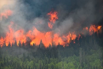 Mùa cháy rừng ở Canada thường đạt đỉnh điểm vào cuối tháng 7 hoặc tháng 8, với lượng khí thải tăng liên tục trong suốt mùa hè. (Ảnh: Reuters)