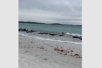 Đàn cá voi hoa tiêu bị mắc cạn trên bãi biển Cheynes ở Australia ngày 25/7/2023. (Ảnh cắt từ video/Reuters)