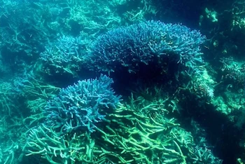 Tình trạng rạn san hô Great Barrier Reef có thể xấu đi trong trường hợp nhiệt độ nước biển tăng gây ra một đợt tẩy trắng hàng loạt mới vào cuối năm nay. 