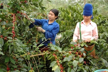 Cà phê Arabica Mường Ảng trên hành trình bay cao, vươn xa