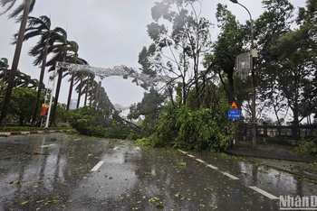 Gió bão quật đổ hàng trăm cây xanh tại thành phố Bắc Ninh.