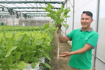 Anh Trần Thái Bảo đến thăm vườn rau thủy canh và theo dõi quá trình sinh trưởng của các loại rau cải.