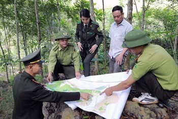 Lực lượng Kiểm lâm tỉnh Bắc Kạn phối hợp với chủ rừng bảo vệ rừng trồng tại xã Quảng Chu, huyện Chợ Mới. (Ảnh VŨ SINH) 
