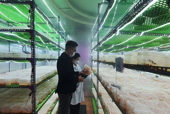 Đưa sản phẩm lên các sàn thương mại điện tử đã giúp doanh số bán hàng của Hợp tác xã nuôi trồng nấm Đông Trùng Hạ Thảo Kon Tum tăng lên gấp 2-3 lần.