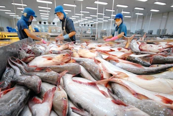 Chế biến cá tra tại doanh nghiệp FDI thuộc Tập đoàn Sao Mai. 