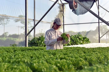 Kỹ sư nông nghiệp Công ty Declo Farm (tỉnh Bắc Ninh) kiểm tra tốc độ tăng trưởng của rau màu trồng trong nhà kính. (Ảnh MINH HÀ) 