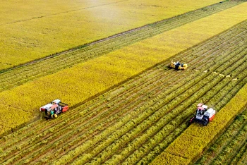 Thu hoạch lúa bằng máy gặt đập liên hợp tại xã Tân Lập, huyện Mộc Hóa, tỉnh Long An. (Ảnh Lê Hoàng Thái) 