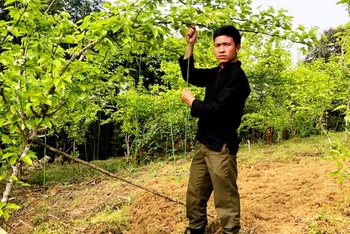 Gia đình anh Ly Cá Sứ, ở xã Y Tý trồng lê Tai Nung kết hợp làm du lịch nông nghiệp đem lại thu nhập cao, ổn định. 