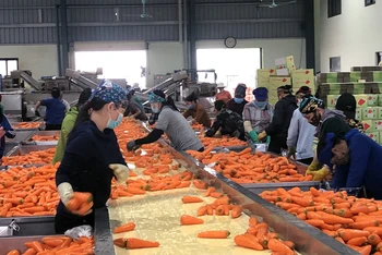 Sơ chế sản phẩm cà-rốt tại tỉnh Hải Dương. 