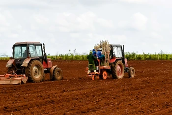 Trồng mía bằng cơ giới ở nhiều vùng nguyên liệu của NASU Nghệ An. 