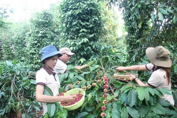 Công nhân Hợp tác xã Nông nghiệp dịch vụ Công bằng Ea Tu, thành phố Buôn Ma Thuột, Đắk Lắk thu hoạch cà-phê. (Ảnh TTXVN)
