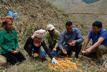 Hàng nghìn hộ dân trồng ngô giống NK 6253 cần câu trả lời thỏa đáng về nguyên nhân ngô ít hạt. 