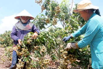 Nông dân Sóc Trăng chăm sóc vườn nhãn được trồng theo chuẩn VietGAP. (Ảnh NGUYỄN PHONG) 