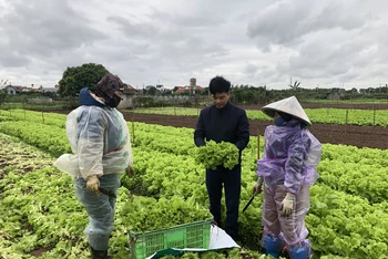 Nông dân thôn Từ Hồ, xã Yên Phú, huyện Yên Mỹ (Hưng Yên) thu hoạch rau cung cấp ra thị trường dịp giáp Tết Nguyên đán Giáp Thìn 2024. 