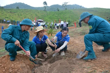 Đoàn viên, thanh niên và dân quân tự vệ xã Quài Nưa, huyện Tuần Giáo (Điện Biên) là lực lượng xung kích trong các đợt ra quân đào hố trồng, chăm sóc cây mắc-ca tại địa bàn. 