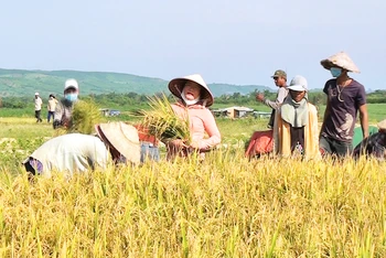 Người dân buôn Đức Mùi, xã Ea Trol, huyện Sông Hinh (Phú Yên) vui mừng thu hoạch mùa lúa nước bội thu.