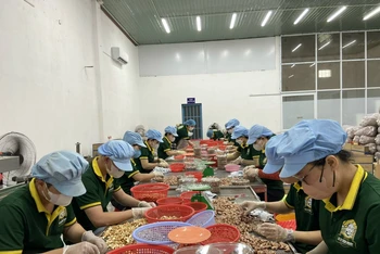 Đóng gói sản phẩm hạt điều tại Công ty cổ phần Tập đoàn Gia Bảo (thành phố Đồng Xoài, tỉnh Bình Phước). 